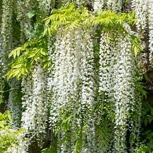 White Wisteria